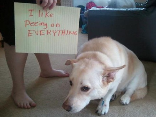 [dog-shaming-bad-26%255B2%255D.jpg]