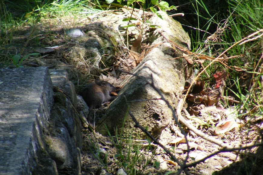 DSCF9660.JPG
