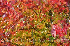 7 - Glória Ishizaka - Folhas de Outono