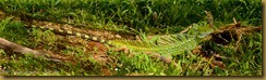 Green Basilisk Green Basilisk