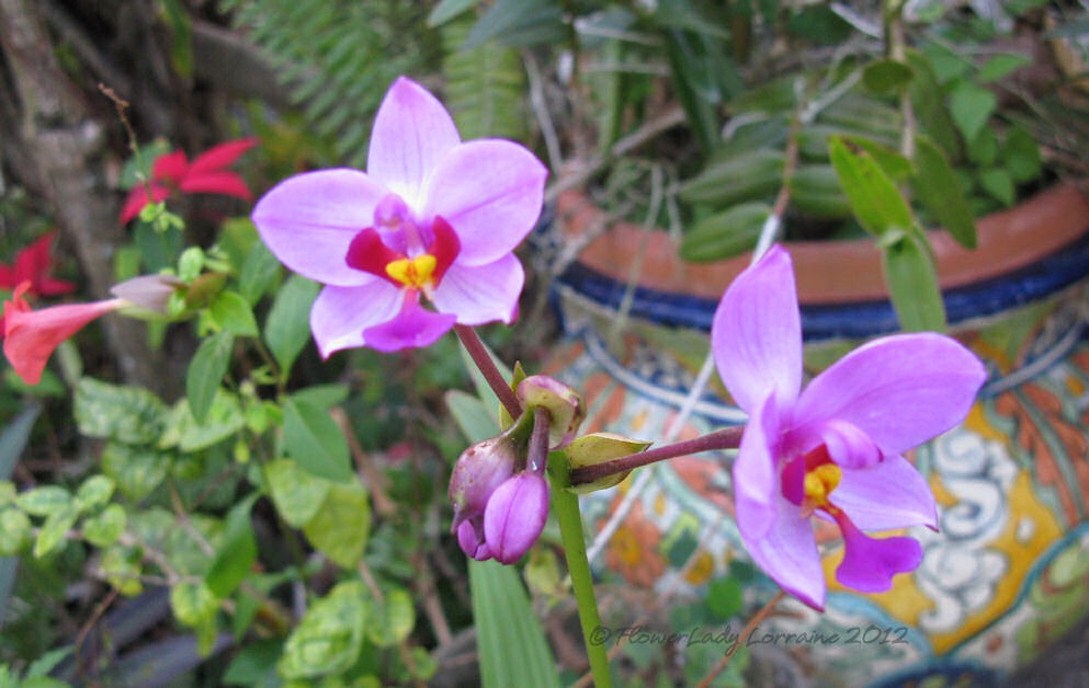 [12-21-ground-orchids%255B5%255D.jpg]
