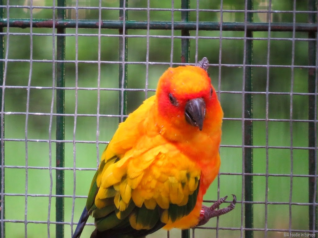 [colorful-parrot-38%255B2%255D.jpg]