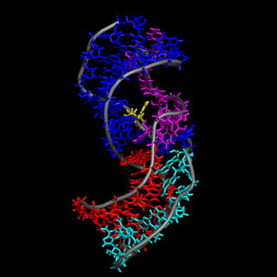 telomerase telomerase