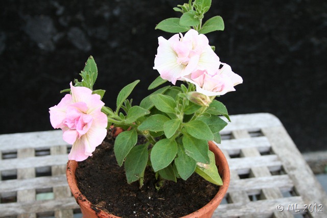 rosa dobbelt petunia IMG_9041