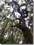 Gnarly oak tree