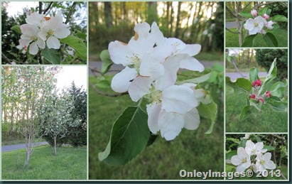 apple blossoms collage