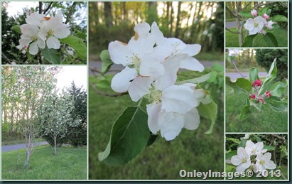 apple blossoms collage apple blossoms collage