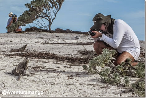 Fotografando as Iguanas em Cayo Largo