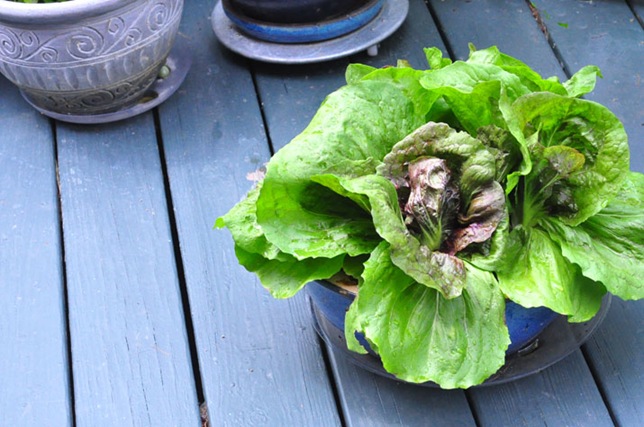 garden_radiccio