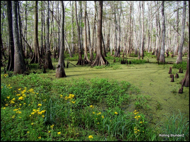 Rolling Blunderz Palmetto Island State Park Abbeville Louisiana