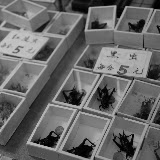 Shanghai - Pets market - Bêtes en boîtes