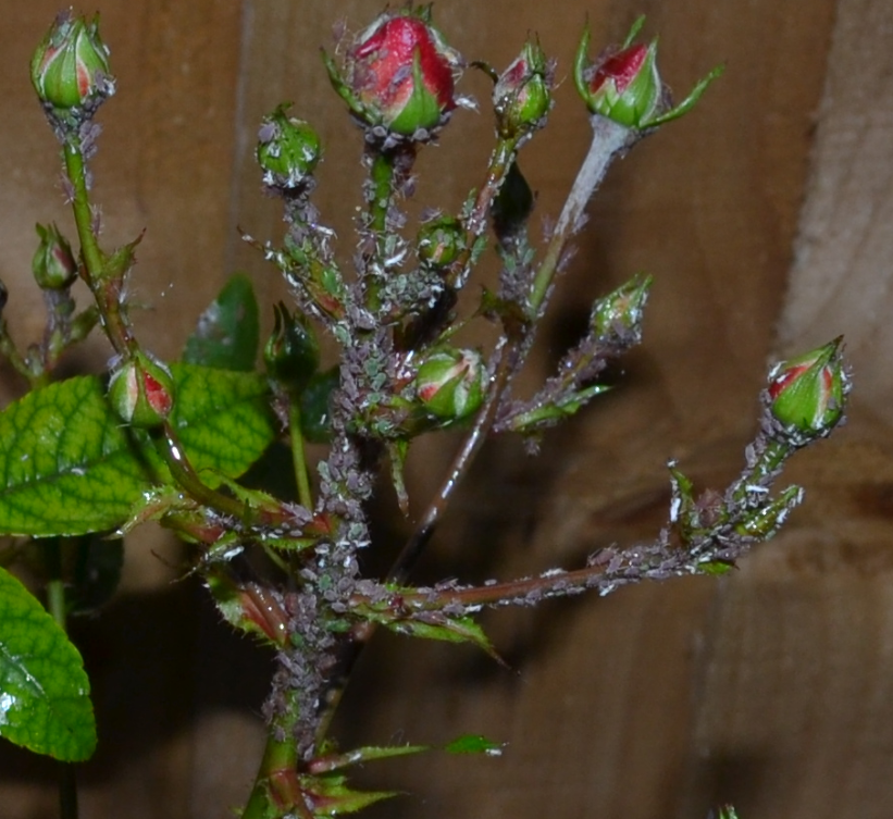 [Close-up%2520of%2520greenfly%2520in%2520January%25202012%255B3%255D.png]