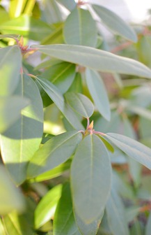 emerald in garden amy renea rhododendron emerald in garden amy renea rhododendron