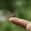 Lots of beautiful butterflies around the whole of Brazil!
