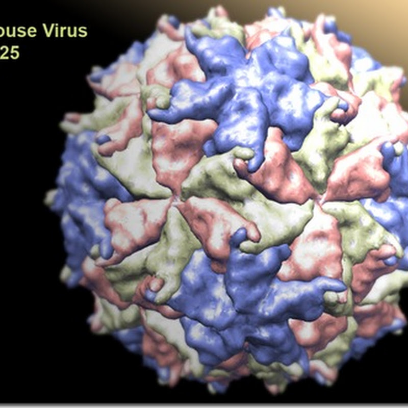 Virus empaqueta fragmentos de ARN de su hospedero