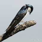 Tree Swallow
