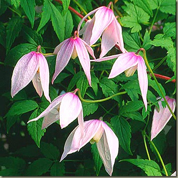 clematis alpina willy