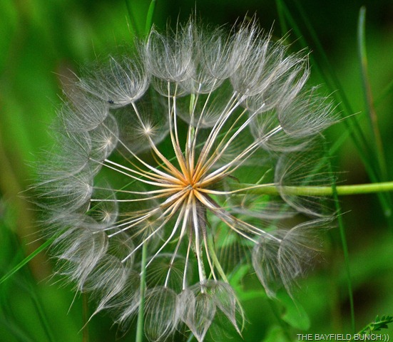 DSC_0007 DSC_0007
