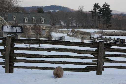 This is the donkey paddock, but I guess the donkeys are in the stable.  Too bad.  I like them.