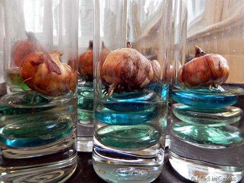 bulbs after 2 days bulbs after 2 days
