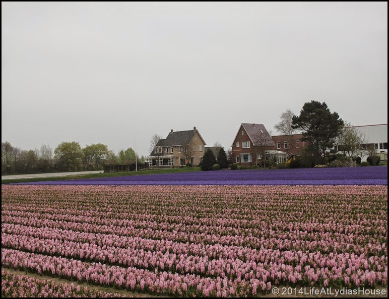 Holland Flower Fields 8
