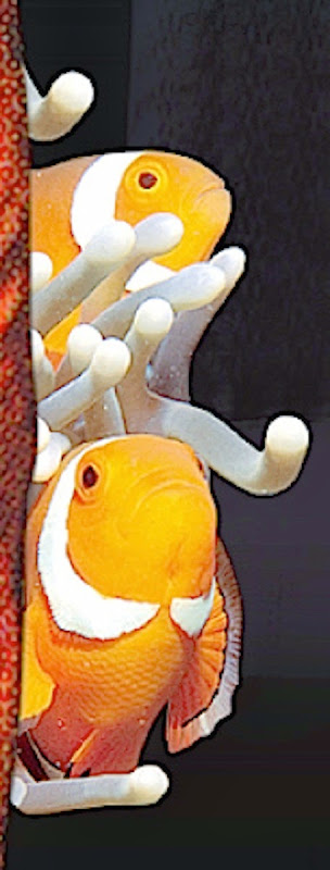 2015_orig.clown.fish.jpg 2015 orig clown fish