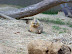 National Zoo in August