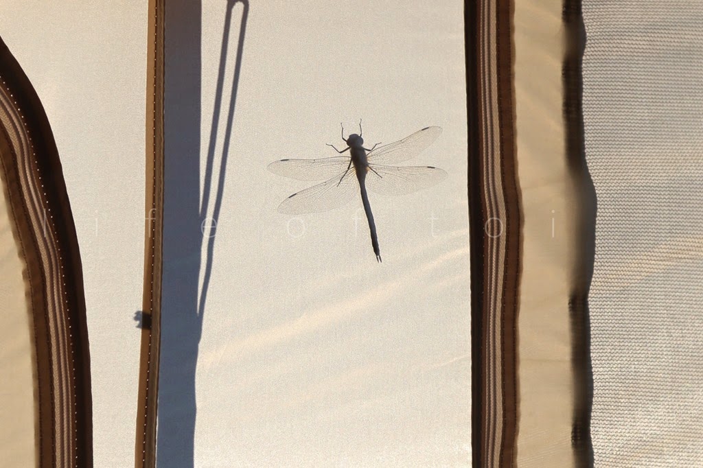 [dragonfly%255B4%255D.jpg]