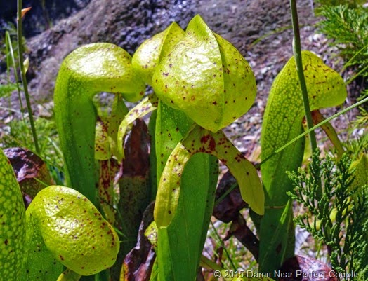 Cobra lilly1