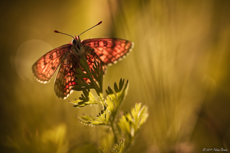 In God's Country Fabien Bravin