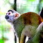 Squirrel Monkey