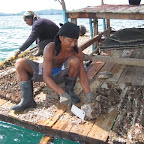 Ein Arbeiter säubert die Perlen-Austern von Bewuchs