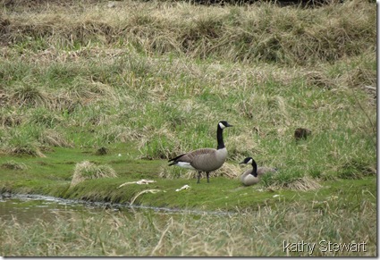 Another pair of Canada Geese