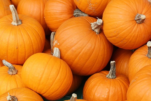 1024px-Bake_these_(pumpkins_in_Toronto) 1024px-Bake_these_(pumpkins_in_Toronto)