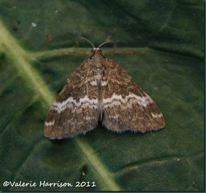 rivulet rivulet