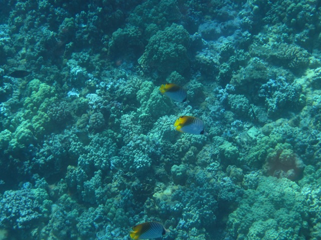 [IMG_3438%255B3%255D.jpg]