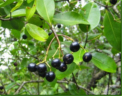 South Indian Plum South Indian Plum