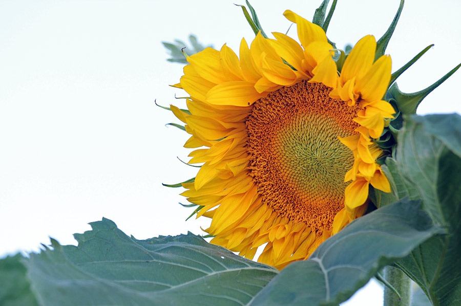 [110707_sunflowers_davis_276.jpg]