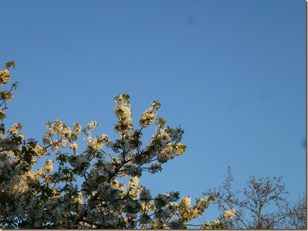 P1050910