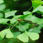 2009-6-6 Kraków smoki 086.JPG