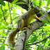 Eastern.fox.squirrel.dscn3280