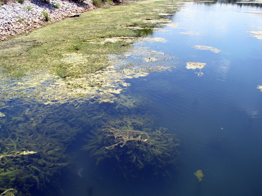 The plant life of Valley Water Mill Lake. (Photo credit: Jeremy Shreckhise)
