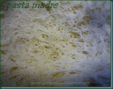 pasta madre pasta madre