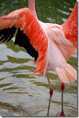 aviary27