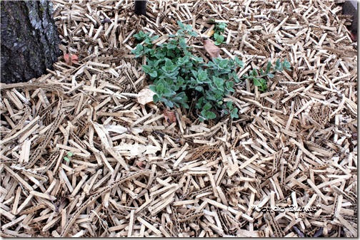 shreddedcardboardmulch