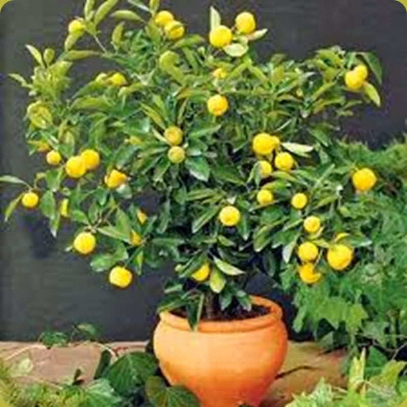 La facile fruttificazione e l’aspetto gradevole fanno supporre che la coltivazione del bonsai di Limone tenderà ad aumentare.