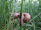 snail-2-1.jpg