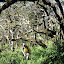 Gill climbing between some moss covered trees