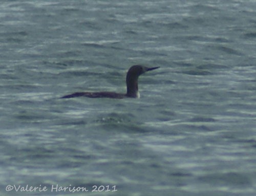 [2%2520red-throated-diver%255B2%255D.jpg]