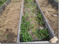 overgrown strawberry bed